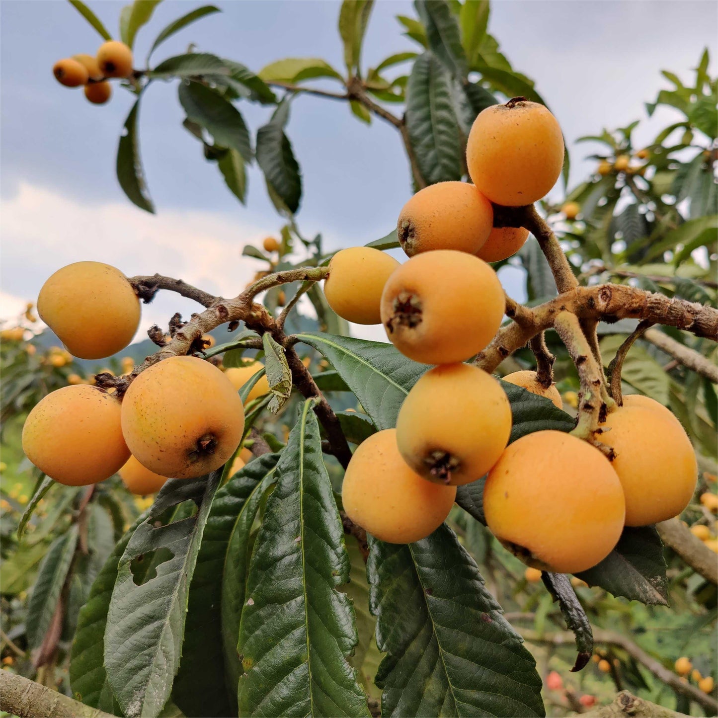 Five-star Loquat Seeds|ðŸ‘Flat 50% SavingðŸ‘