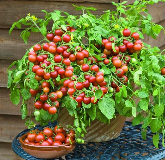 Dwarf Tomatoes Seeds | 🅠Flat 50% SavingðŸ…