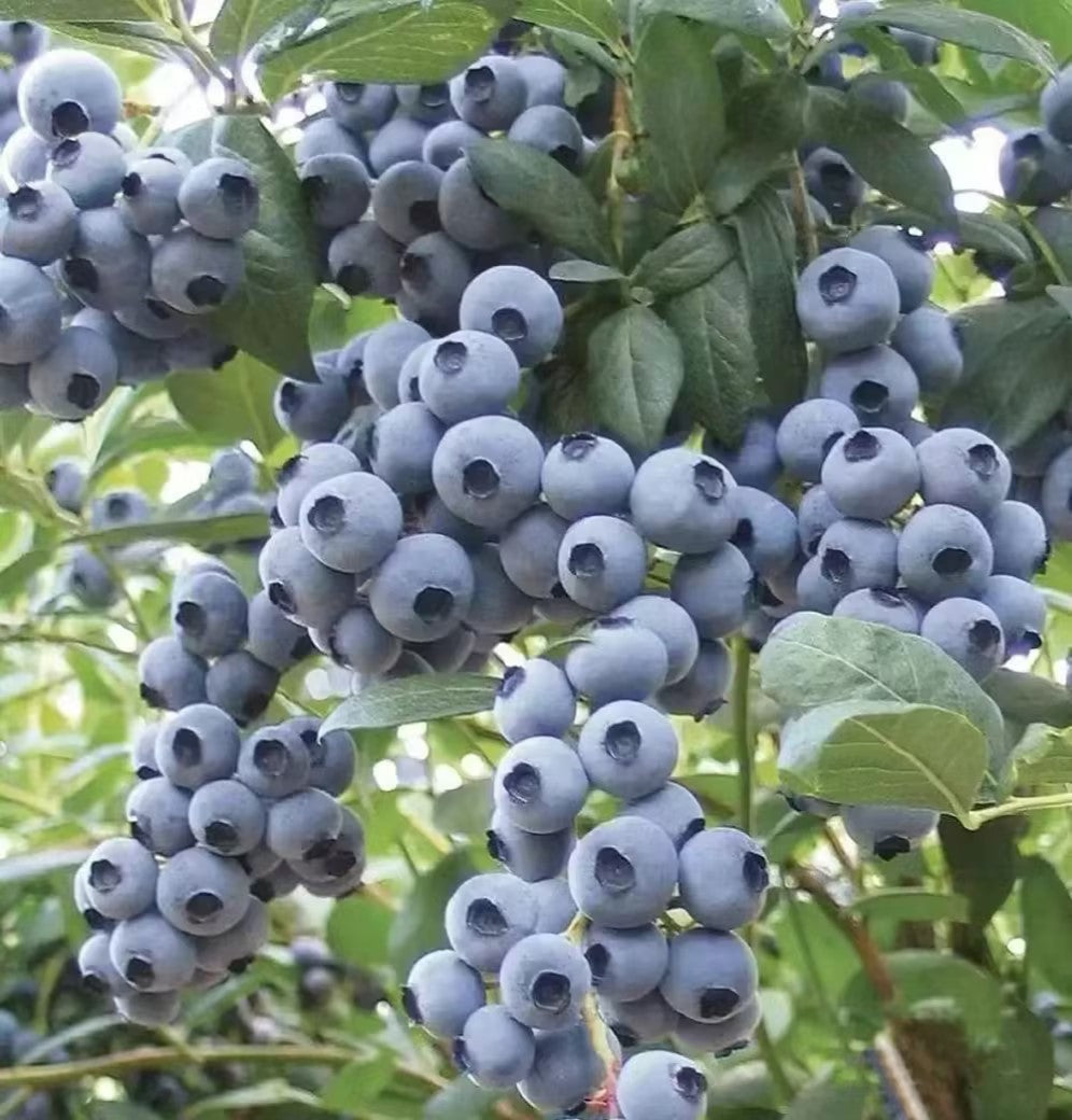 Giant Blueberry Fruit Seeds|ðŸ« Flat 50% SavingðŸ«