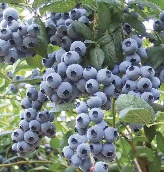 Giant Blueberry Fruit Seeds|ðŸ« Flat 50% SavingðŸ«