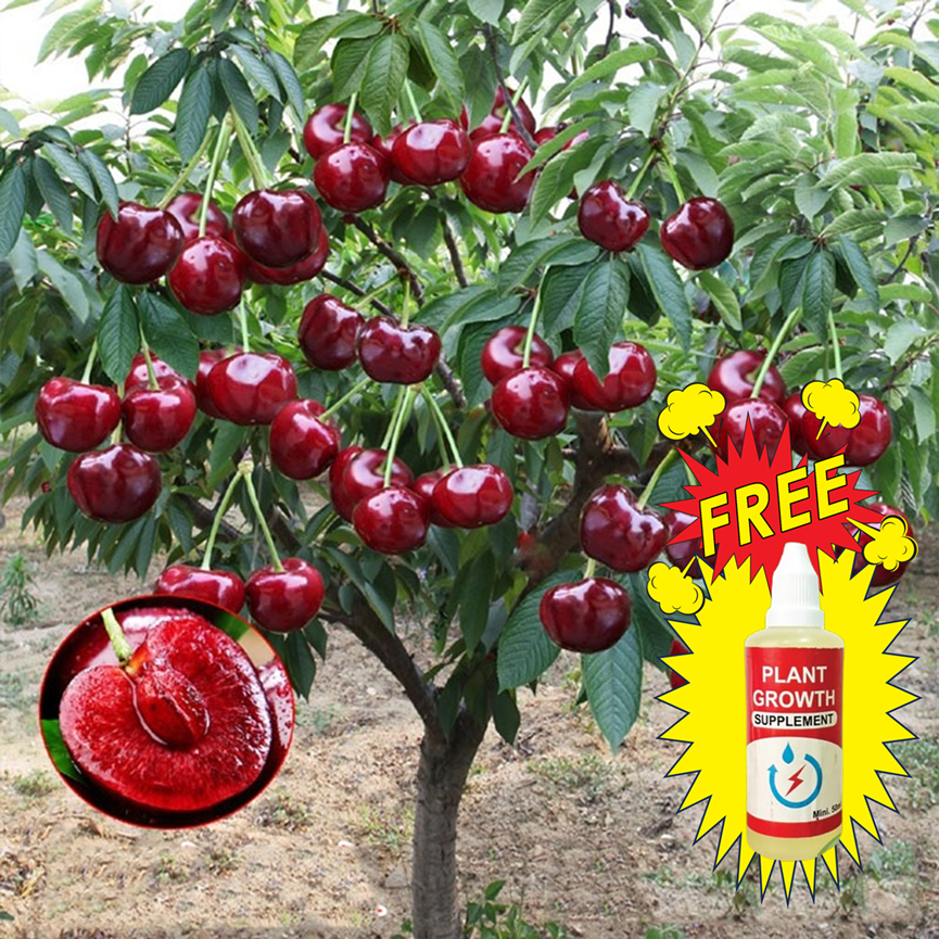 Hybrid Rainier Cherry Fruit Seeds | ðŸ”¥GET PLANT GROWTH SERUM FREE ðŸ”¥