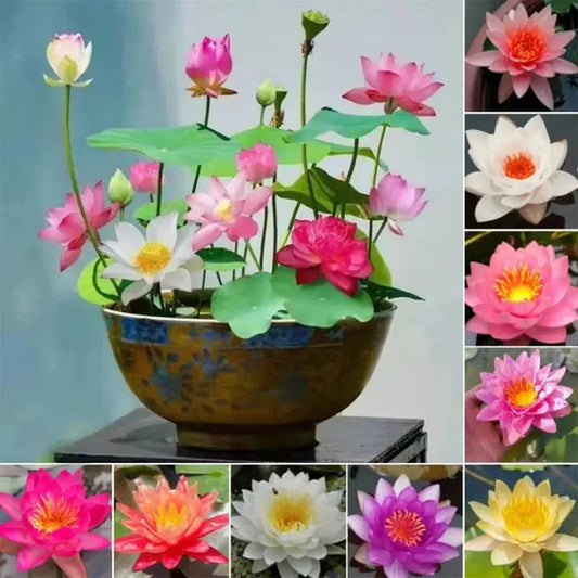 Hybrid Japanese Bonsai Lotus Seeds| ðŸ”¥FLAT 58% OFF SALEðŸ”¥